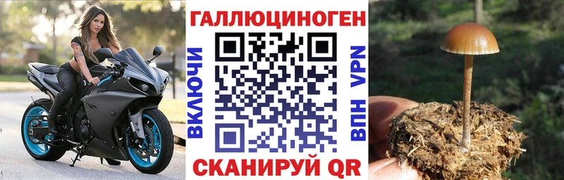 Галлюциногенные грибы Psilocybe  Белёв 